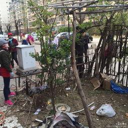 成人清洗小花园视频,视频教学助您焕然一新