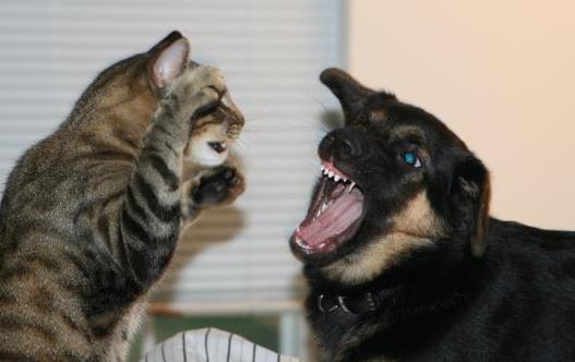 猫狗变成人打架视频,一场跨越物种的奇幻对决