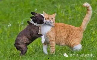 猫狗变成人打架视频,一场跨越物种的奇幻对决
