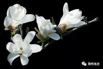 成人朗诵木兰花视频,深情演绎，古韵悠长