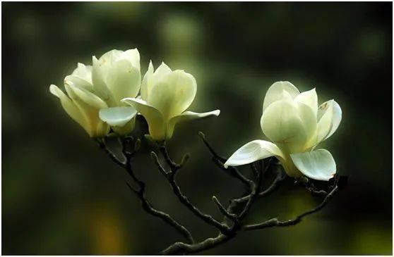 成人朗诵木兰花视频,深情演绎，古韵悠长