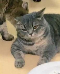 猫变成人的样子视频播放,揭秘猫咪变身奇幻之旅