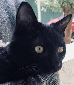 猫变成人的样子视频播放,揭秘猫咪变身奇幻之旅